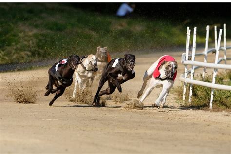 IGB Greyhound Trials & Auction – Curraheen Park – 11/03.